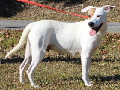 PAHS Pet of the Week: Meet Daisy! Sweet as Sugar and a Very Calm Dog