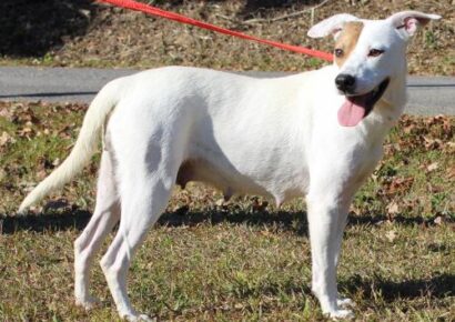 PAHS Pet of the Week: Meet Daisy! Sweet as Sugar and a Very Calm Dog