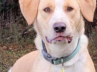 HSEC Pet of the Week: Meet Duke! Good with Other Big Dogs, Not So Much with Chickens