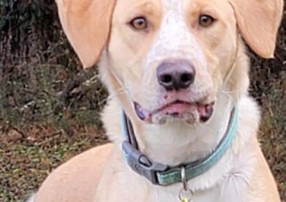 HSEC Pet of the Week: Meet Duke! Good with Other Big Dogs, Not So Much with Chickens