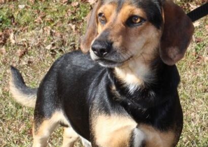 PAHS Pet of the Week: Meet Freddy! Young Beagle Needs a Foster Family