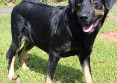PAHS Pet of the Week is Shadow; Big Guy is Loving, but Not Good with Cats