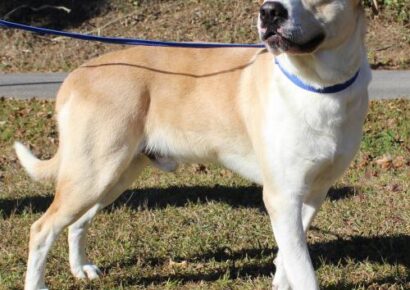 PAHS Pet of the Week: Meet Bart! He is a Big, Sweet boy and Very Active