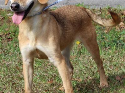 PAHS Pet of the Week: Meet Sunflower! Beautiful, Full of Energy and Well Behaved