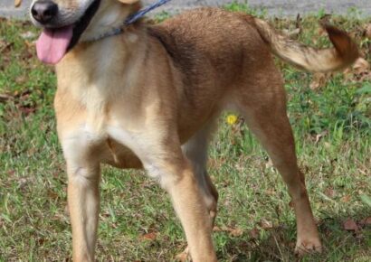 PAHS Pet of the Week: Meet Sunflower! Beautiful, Full of Energy and Well Behaved