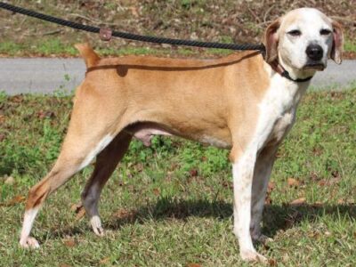PAHS Pet of the Week: Rambo! Boxer/Hound Mix is a Senior Dog, but Very Active
