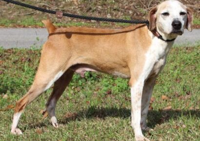 PAHS Pet of the Week: Rambo! Boxer/Hound Mix is a Senior Dog, but Very Active