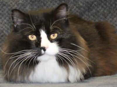 PAHS Pet of the Week is Augustus! Beautiful Boy is waiting for Forever Home