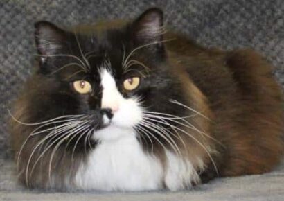 PAHS Pet of the Week is Augustus! Beautiful Boy is waiting for Forever Home