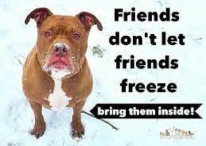 HSEC NEWS: Winter is Here; Please Take Care of Your Pets!