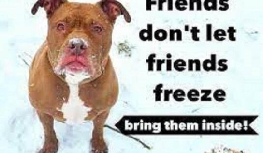 HSEC NEWS: Winter is Here; Please Take Care of Your Pets!