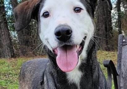 HSEC Pet of the Week is Hampton! Breed is a Mystery, but Super Sweet