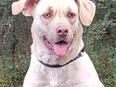 HSEC Pet of the Week: Meet Libra! Female Bulldog Mix is Sweet, Great with Dogs and Cats