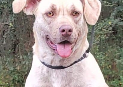 HSEC Pet of the Week: Meet Libra! Female Bulldog Mix is Sweet, Great with Dogs and Cats