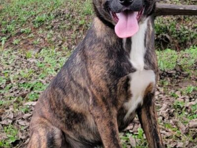 HSEC Pet of the Week: Pepper! High Energy, Good with Other Dogs, but Not Cats