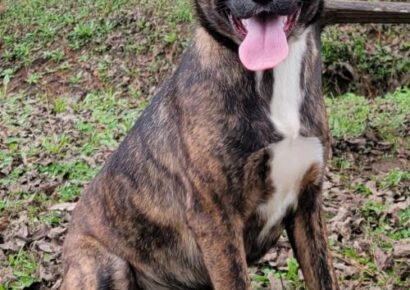 HSEC Pet of the Week: Pepper! High Energy, Good with Other Dogs, but Not Cats