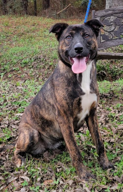 HSEC Pet of the Week: Pepper! High Energy, Good with Other Dogs, but Not Cats