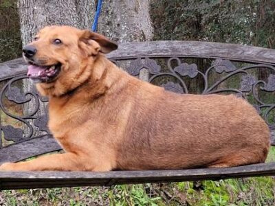 HSEC Pet of the Week: Meet Tank! Loving and Friendly Boy Waiting for New Family