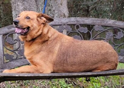 HSEC Pet of the Week: Meet Tank! Loving and Friendly Boy Waiting for New Family