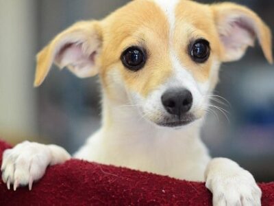 Humane Society of Elmore County News – 24 Jan ‘22