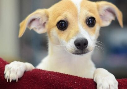 Humane Society of Elmore County News – 24 Jan ‘22