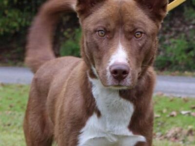 PAHS Pet of the Week is Redford! Very Active and Playful, will Need a Secure Fence