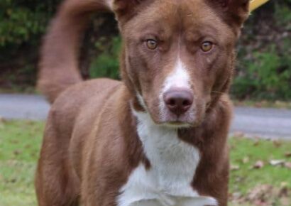 PAHS Pet of the Week is Redford! Very Active and Playful, will Need a Secure Fence