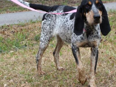 Brielle is PAHS Pet of the Week; Classic Bluetick Hound is a Charmer