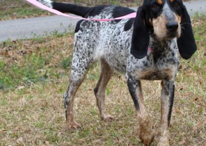 Brielle is PAHS Pet of the Week; Classic Bluetick Hound is a Charmer