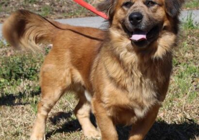 He isn’t Short, he is Fun-Sized! ‘Shorty’ is Waiting for a New Home at PAHS