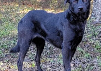 Meet Lavender! She is waiting on HSEC for a New, Loving Home