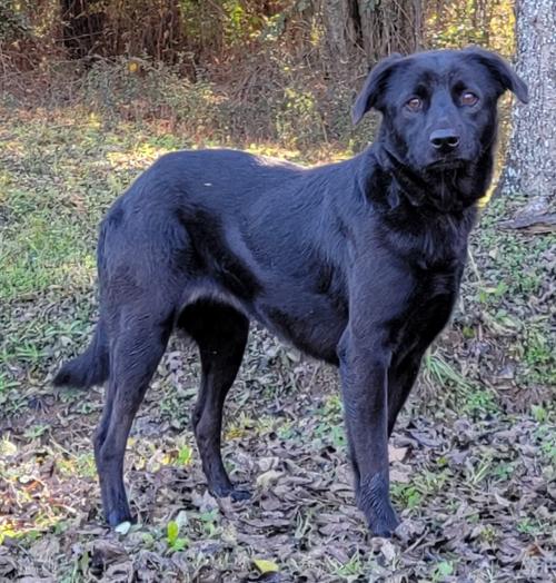 Meet Lavender! She is waiting on HSEC for a New, Loving Home