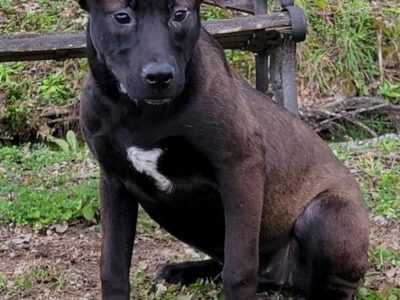 Humane Society of Elmore County Pet of the Week – Leigh Ann