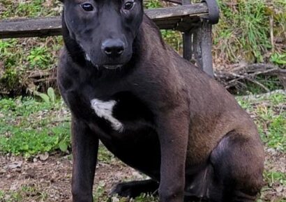 Humane Society of Elmore County Pet of the Week – Leigh Ann