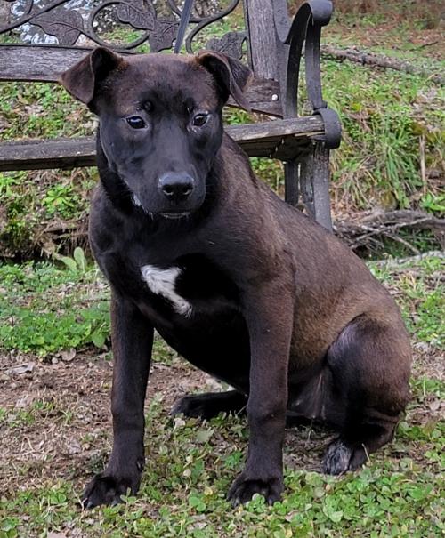 Humane Society of Elmore County Pet of the Week – Leigh Ann