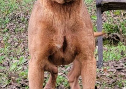 HSEC Pet of the Week is Melony; Super Sweet, Good with Other Dogs and Loves Attention