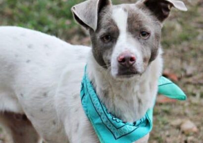 HSEC Pet of the Week is Rocket! A Bit Shy at first, But just waiting for a Loving Family