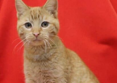 Carly is the PAHS Pet of the Week! Beautiful, Affectional Girl that will not Disappoint