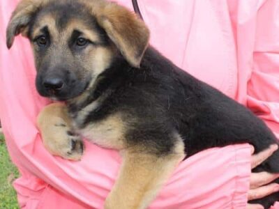 PAHS Pet of the Week: Arlette is a darling Shepherd Mix up for Adoption