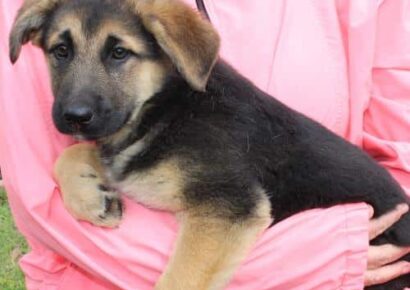 PAHS Pet of the Week: Arlette is a darling Shepherd Mix up for Adoption