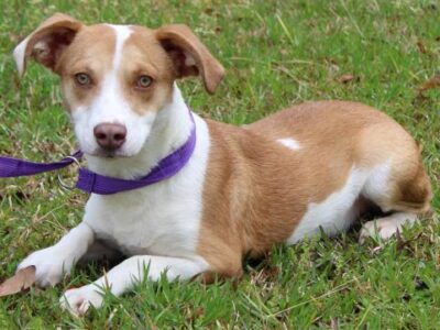 PAHS Peet of the Week is Braveheart! This Sweet, Shy Guy Waiting for a New Family