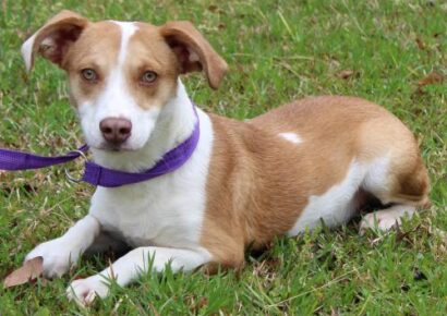 PAHS Peet of the Week is Braveheart! This Sweet, Shy Guy Waiting for a New Family