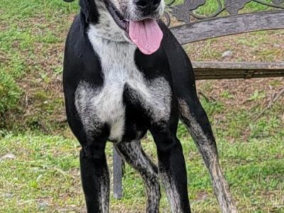 HSEC Pet of the Week is Buckshot! Goofy, Happy and Friendly Guy is Good with Other Dogs