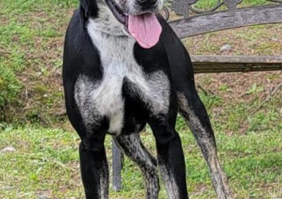 HSEC Pet of the Week is Buckshot! Goofy, Happy and Friendly Guy is Good with Other Dogs