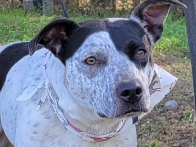 Meet Charlotte, the HSEC Pet of the Week!