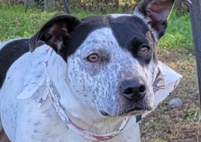 Meet Charlotte, the HSEC Pet of the Week!