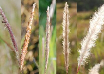 New Cogongrass Campaign Addresses Threat to Alabama
