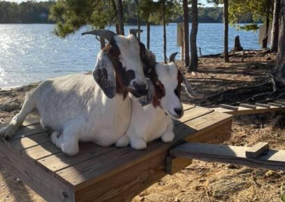 Goats Will Not Return to ‘Goat Island’ of Lake Martin