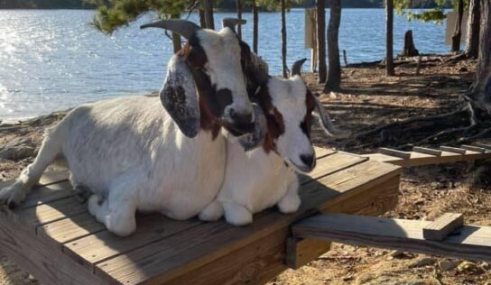 Goats Will Not Return to ‘Goat Island’ of Lake Martin