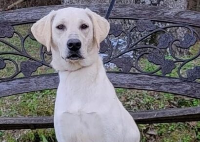 Luna is Waiting for her New Family at Humane Society of Elmore County’s Shelter